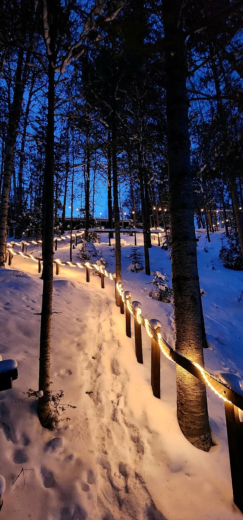 Illuminated woodland path in winter snow